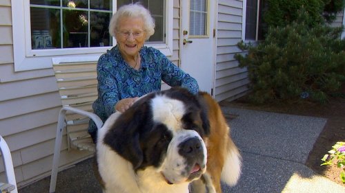 A Gregarious St. Bernard Became Best of Friends With the 95 Year Old Woman Who Lived Next Door