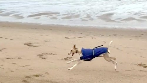 Newly Rescued Greyhound Gleefully Enjoys Her First Time on the Beach