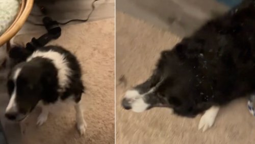 Young Dog Goes Out and Retrieves Old Deaf Dog From Outside When Their Human Calls
