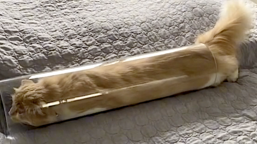 Cat Squeezes His Big Body Into Long Narrow Tube
