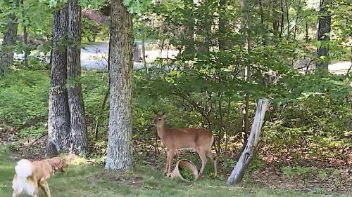 Gregarious Deer Befriends a Playful Golden Retriever
