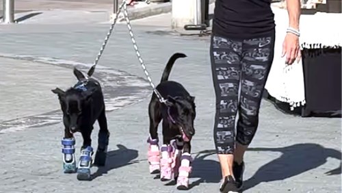 Compassionate Human Teaches Two Dog ‘Twins’ How to Walk Using Four Prosthetic Legs