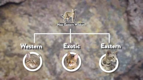 How Domestic Cats Originated From a Single Wildcat Species Over 10,000 Years Ago
