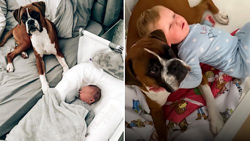 Gentle Dog Joins His Human Baby Brother in the Crib