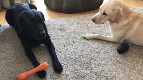 Scottish Sportscaster Gives Play by Play Commentary of a Battle of Wills Between His Dogs Over a Chew Toy