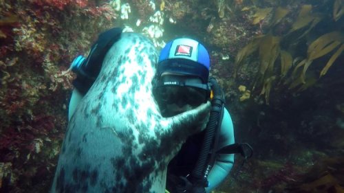 A Friendly Wild Grey Seal Gives a Big Hug to a Human Diver He Approached for Affectionate Interaction