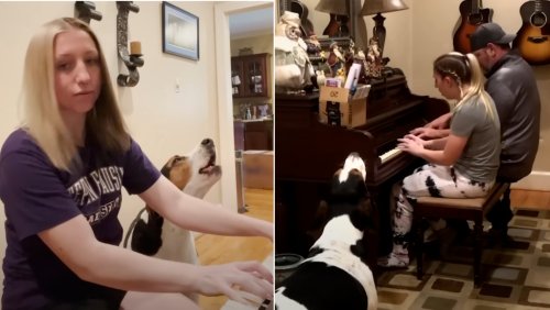 Vocal Hound Dog Enjoys Crooning Along When His Human Plays ‘Bohemian Rhapsody’ on Piano