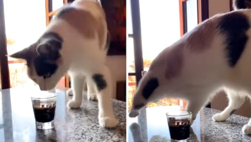 Cat Tries to Bury Her Human’s Coffee After Smelling It