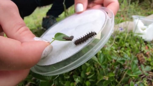 The Oregon Zoo Releases Hundreds of Endangered Silverspot Caterpillars Back Into the Wild