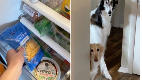 A Pair of Dogs Insist Their Human Pay the ‘Cheese Tax’