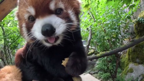 Cute Red Panda Enjoys a Tasty Variety of Yummy Treats