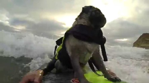 Fearless Pug Goes Loves To Go Surfing, Either Happily Alongside Her Adventurous Human or All By Herself