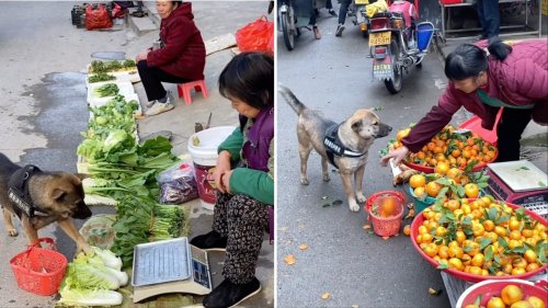 Clever Dog With a Little Red Basket Goes Goes Grocery Shopping for Her Human at a Farmers Market