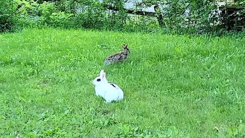 Pet Bunny and Wild Rabbit Meet for the First Time