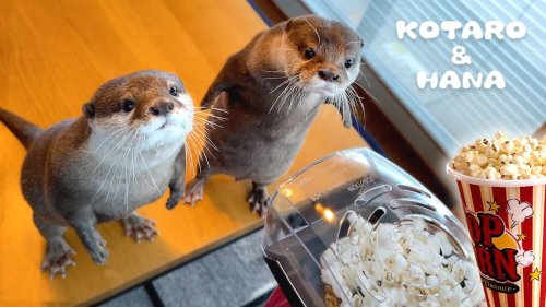 A Pair of Curious Pet Otters Are Utterly Baffled by Their Human’s Popcorn Popper As It Pops Popcorn