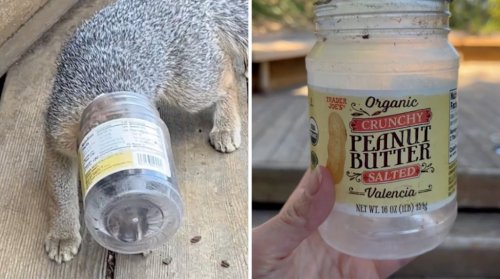 Kindhearted Woman Removes a Plastic Jar Stuck On a Stubborn Baby Fox’s Head