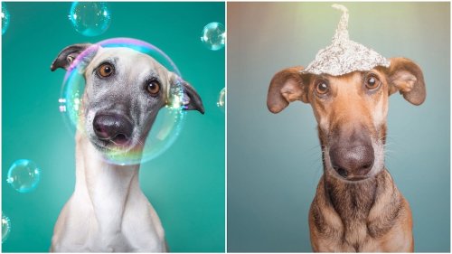 Amusing Portraits That Reveal the Silly Side of Dogs