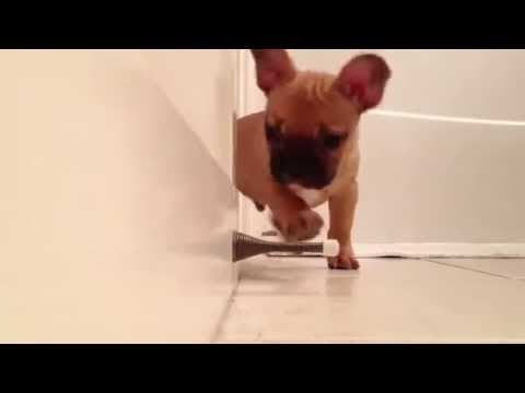 Carlos the French Bulldog Puppy Discovers That A Doorstop Makes A Great Built-In Springy Toy