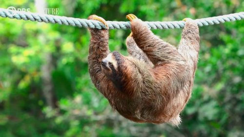 Caring Scientist Builds Life-Saving Rope Bridges Between Trees for Wayward Sloths in Costa Rica