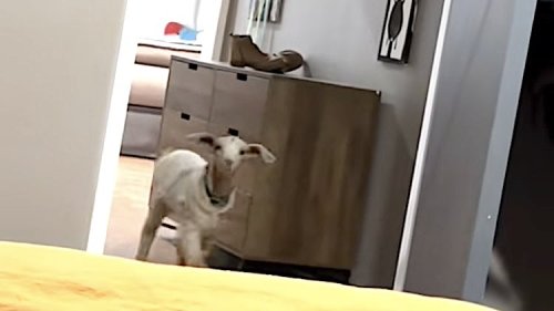 Pet Goat Runs Around the House Crying Desperately in an Attempt to Find His Human
