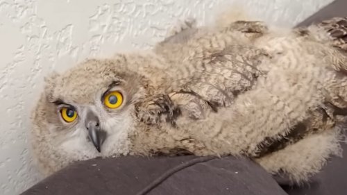 Rescued Baby Owl Becomes Part Of A Loving Family | Flipboard