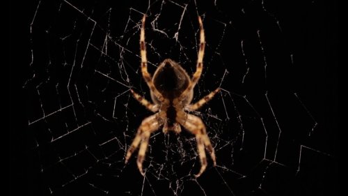 A Stunning Timelapse That Captures the Intricate Movements of a Spider Weaving Her Web