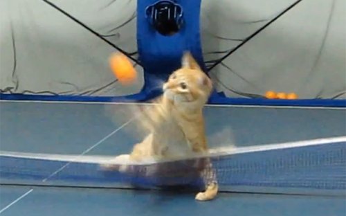 A Cat Playing Ping Pong
