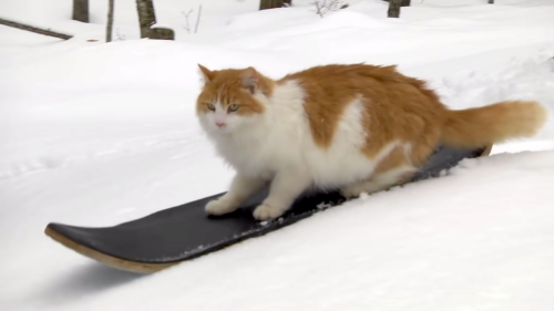 Cat Effortlessly Performs Amazing Snowboard Tricks