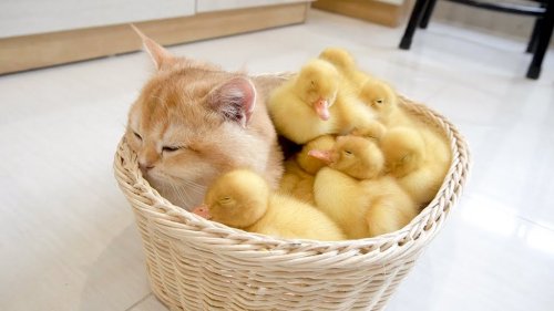 Ginger Kittens Play Mother to a Brood of Baby Ducklings