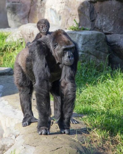Gorilla Matriarch Bawang Adopts Baby Gorilla Kabibe at the San Francisco Zoo