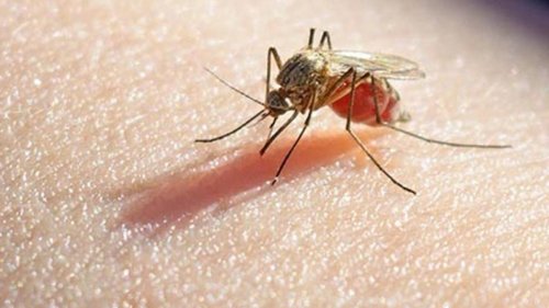 Los mosquitos de la malaria ‘aprenden’ a bloquear los insecticidas con sus patas