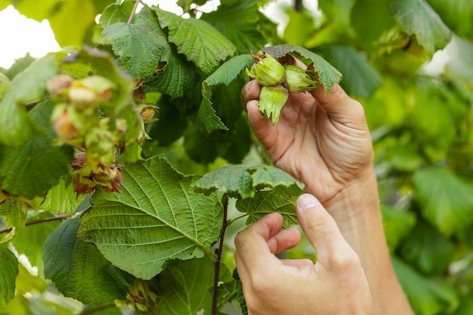 La noisette, emblème de l’opposition entre producteurs et défenseurs de l’environnement