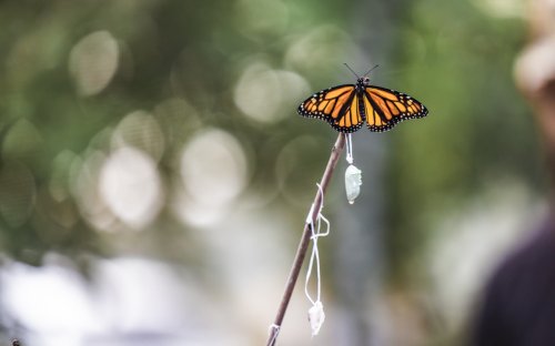 60 Minutes to feature local scientists, Monarch Watch