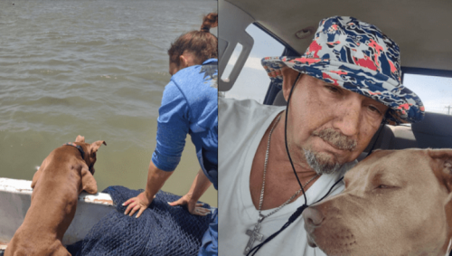 “I think her swimming every day saved her life”, Dog reunites with owner after falling off a boat and swimming several miles to safety