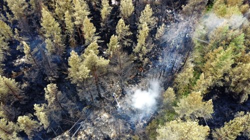 Déforestation, exploitation, incendies... Certaines forêts émettent désormais plus de carbone qu'elles n'en ont absorbé en 20 ans