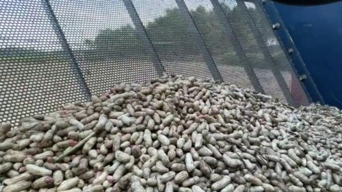 Aquitaine : voici la cacahuète de Soustons, la plus prisée au monde