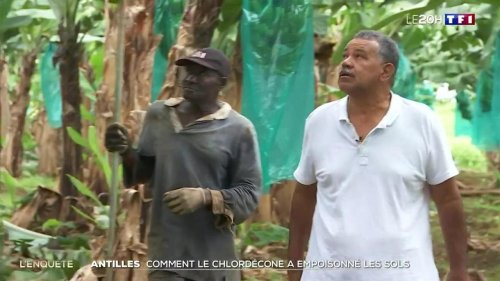 Antilles : comment le chlordécone a empoisonné les sols
