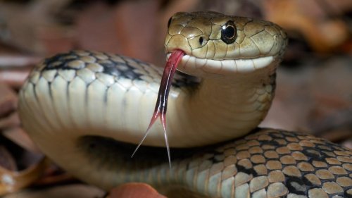 États-Unis : un homme retrouvé mort entouré de plus d'une centaine de serpents