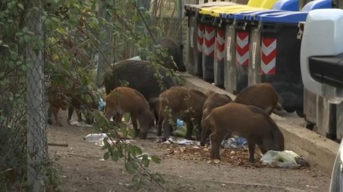 VIDÉO - Rome : les sangliers envahissent les rues, colère et inquiétude chez les habitants
