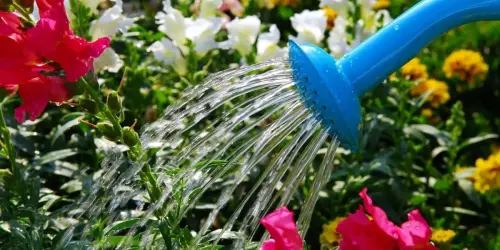 How to Make Water Soluble Calcium Eggshell Fertilizer