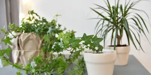 10 Inspirational Houseplant Quotes (With Photos)