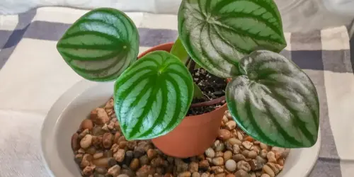 How to Make a Pebble Tray for Plants