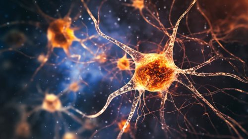 A newly discovered brain cell may lead to new treatments for cognitive disorders