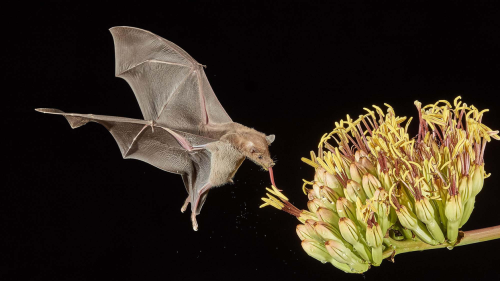 Podcast: Bat superpowers and preventing pandemics with Dr. Raina Plowright