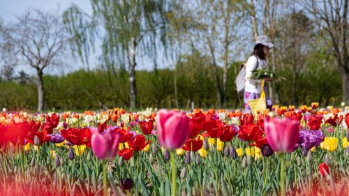Un champ de 60 hectares où cueillir vos fleurs, fruits et légumes à 45 min de Paris
