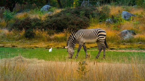 Le zoo du parc de la Tête d'Or veut devenir un centre de protection d'animaux menacés