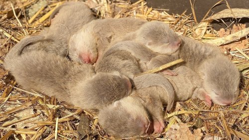 Carnet rose : 6 bébés loutres sont nés dans un zoo tout près de Toulouse