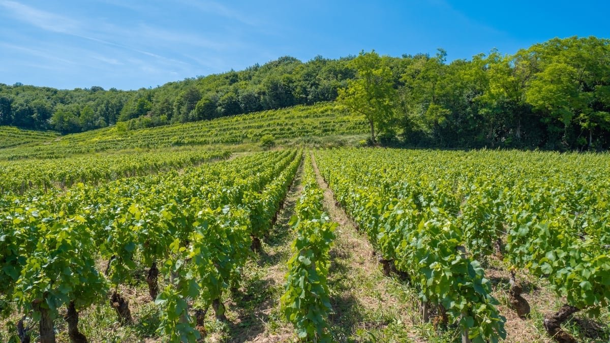 Comment se passent vraiment les vendanges en Bourgogne ?