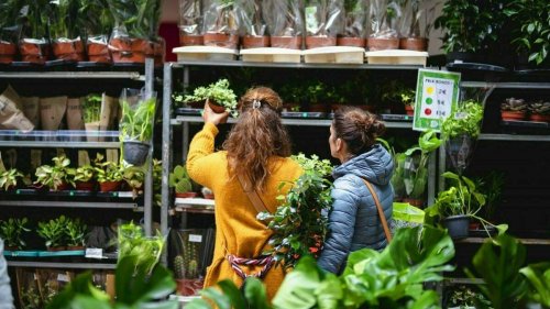Une grande vente de plantes à 2€ débarque au coeur de Toulouse ce week-end !