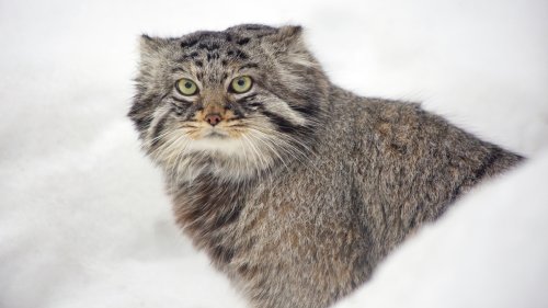 Une espèce de chat sauvage découverte sur le mont Everest, à 5000 mètres d'altitude